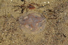 Aurelia aurita