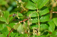 Bombus pascuorum