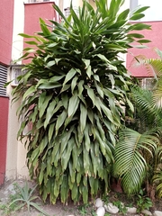 Dracaena fragrans