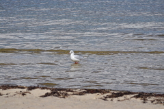 Chroicocephalus ridibundus
