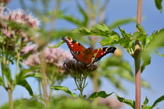 Aglais io