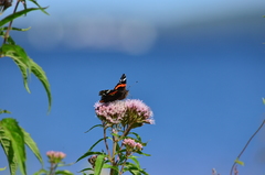Vanessa atalanta