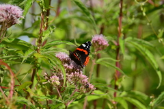 Vanessa atalanta