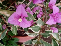 Bougainvillea glabra