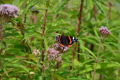 Vanessa atalanta