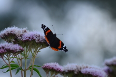 Vanessa atalanta