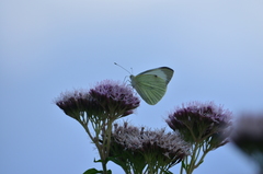 Pieris brassicae
