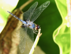 Trithemis festiva