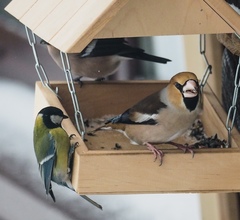 Coccothraustes coccothraustes