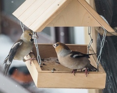 Coccothraustes coccothraustes