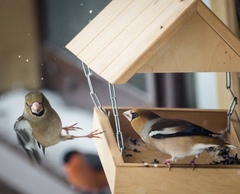Coccothraustes coccothraustes