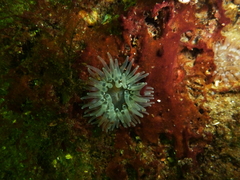 Urticina felina
