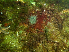 Urticina felina