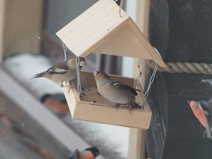 Coccothraustes coccothraustes