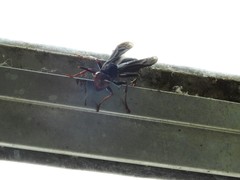 Polistes erythrocephalus