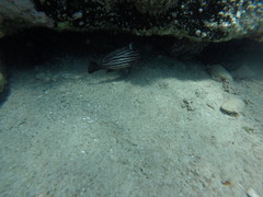 Pareques acuminatus