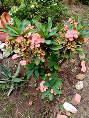 Euphorbia milii