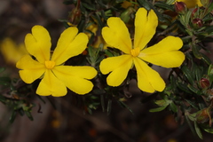 Hibbertia hypericoides hypericoides