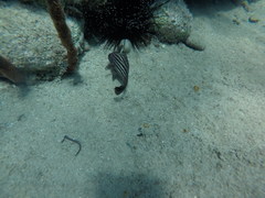 Pareques acuminatus