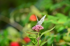Pieris brassicae