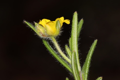 Hibbertia polystachya