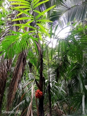 Bactris balanoidea