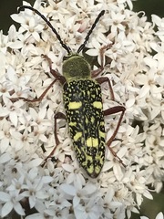 Ochraethes sulphurifer