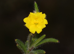 Hibbertia polystachya