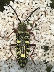 Ochraethes sulphurifer