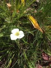 Calochortus apiculatus