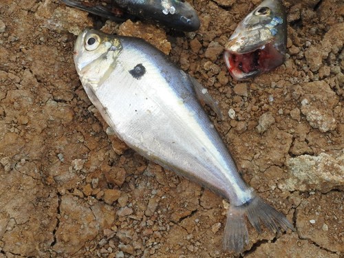 Roeboides myersii · iNaturalist