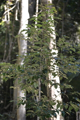 Syzygium crebrinerve
