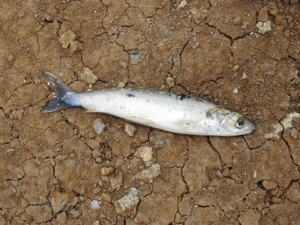Anodus elongatus — Hemiodontidae