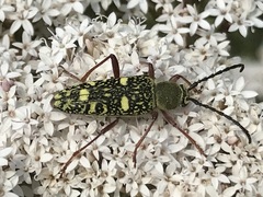 Ochraethes sulphurifer