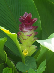 Curcuma aromatica