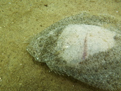 Scophthalmus rhombus