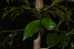 Syzygium crebrinerve