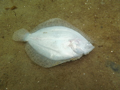 Scophthalmus rhombus