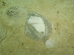 Scophthalmus rhombus