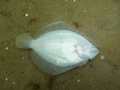 Scophthalmus rhombus