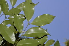 Syzygium crebrinerve