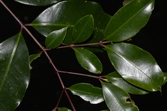 Syzygium crebrinerve