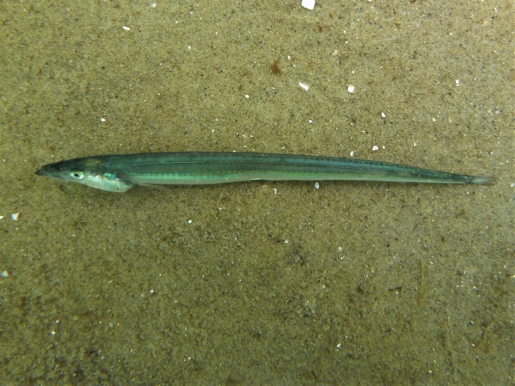 Radiograph of Common sand eel Ammodytes tobianus (Linnaeus, 1758)