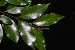 Syzygium crebrinerve