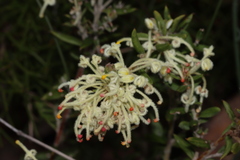 Grevillea pilulifera