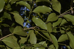Syzygium crebrinerve