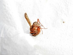 Synoeca virginea