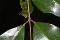 Syzygium crebrinerve