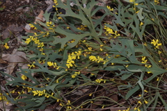 Synaphea petiolaris