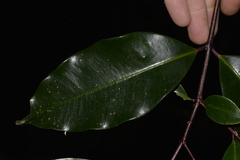 Syzygium crebrinerve